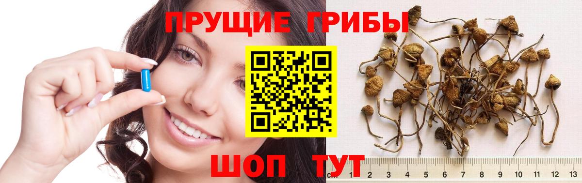 Галлюциногенные грибы Psilocybine cubensis Новочебоксарск